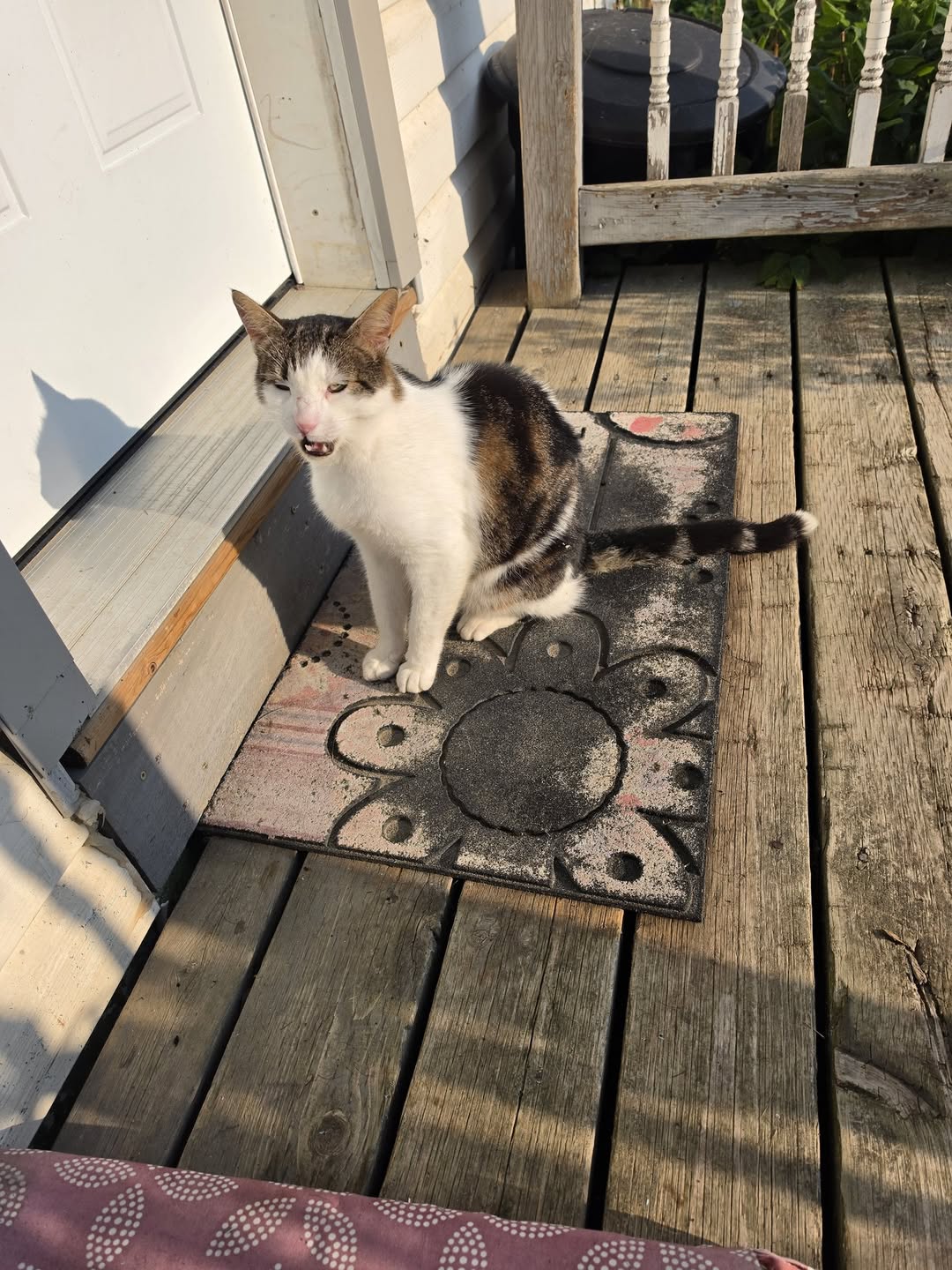 Found Cat in Ontario