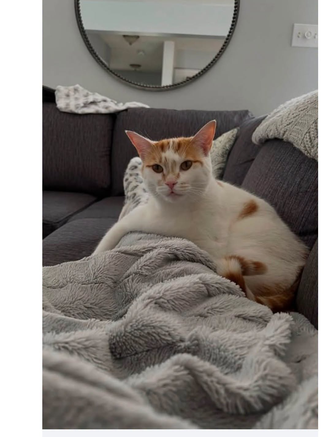 Lost Cat in Guelph