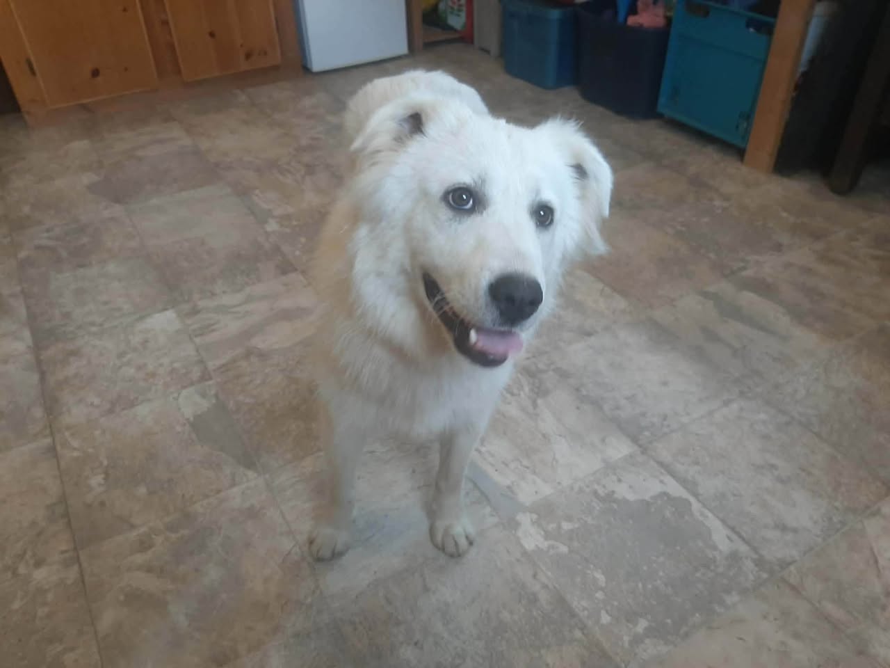 Found Dog in Ontario