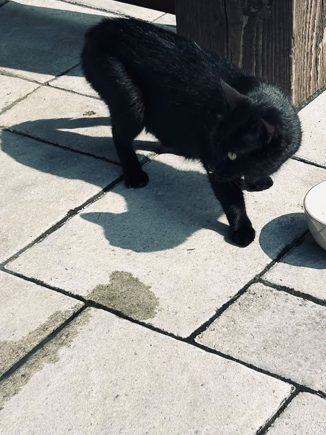 Found Cat in Ontario