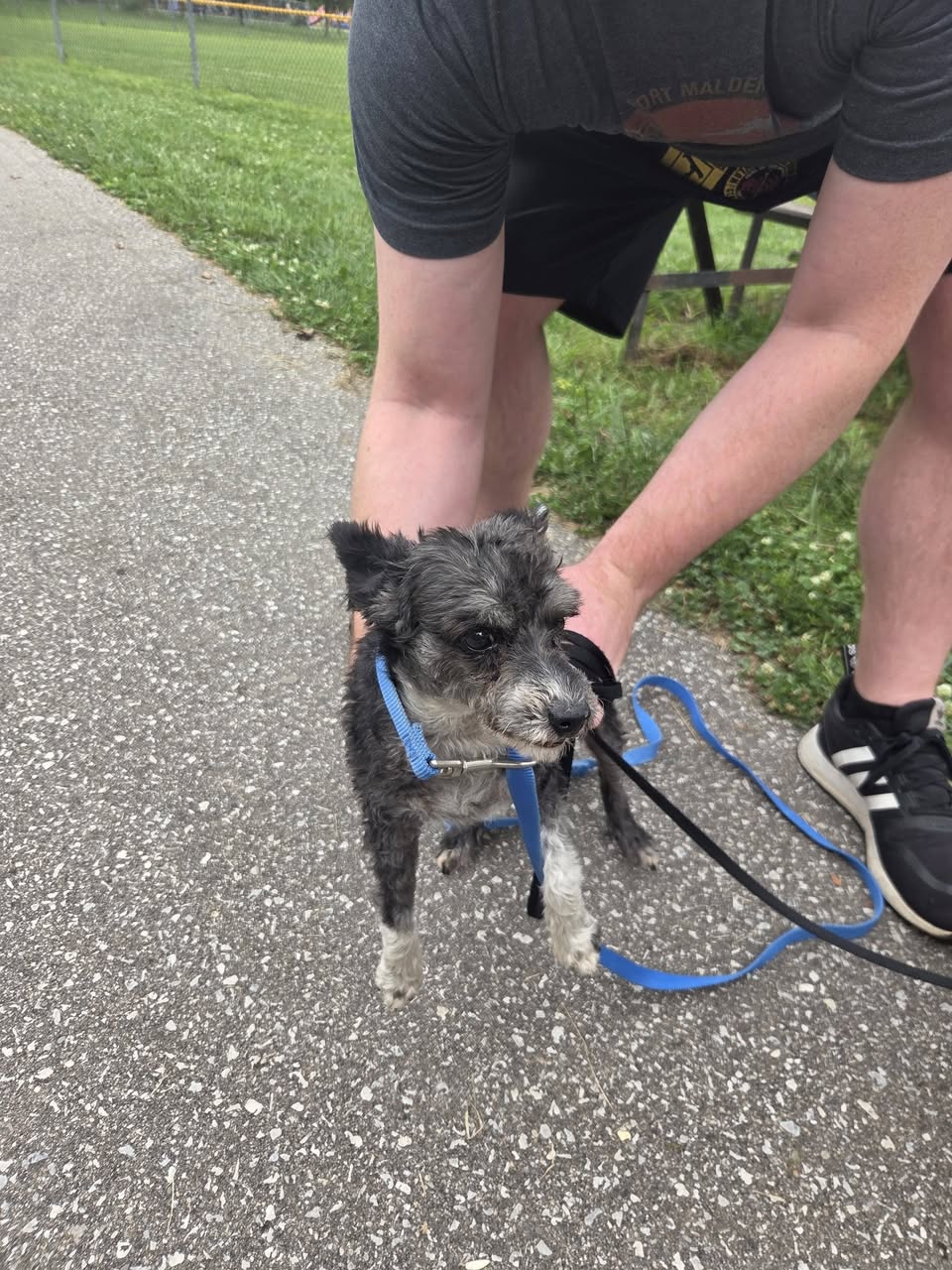 Found Dog in Ontario