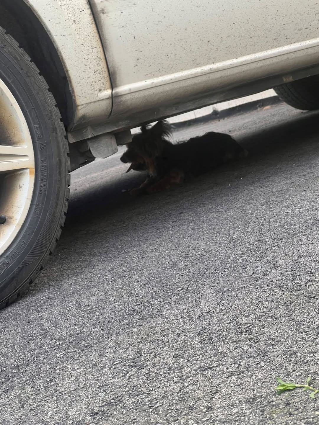 Found dog