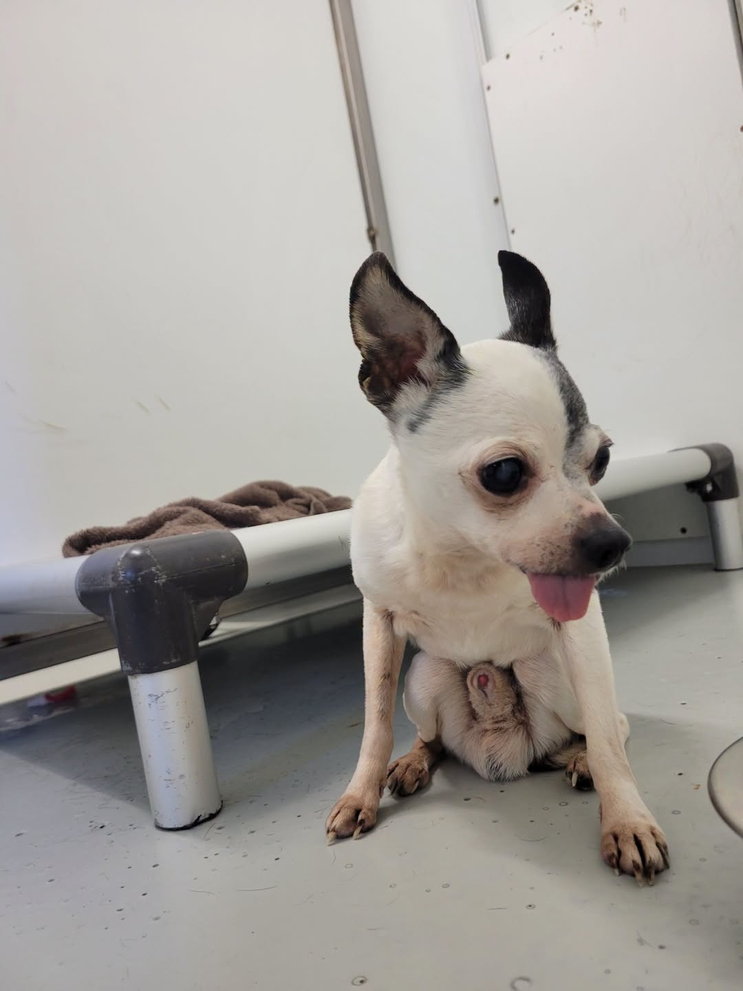 Found dog