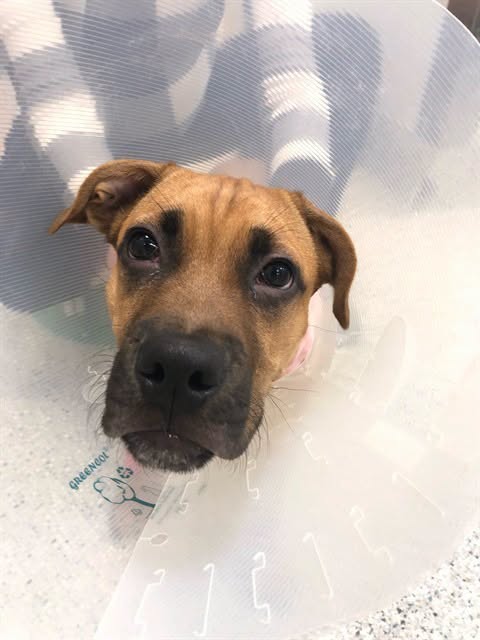 Found dog