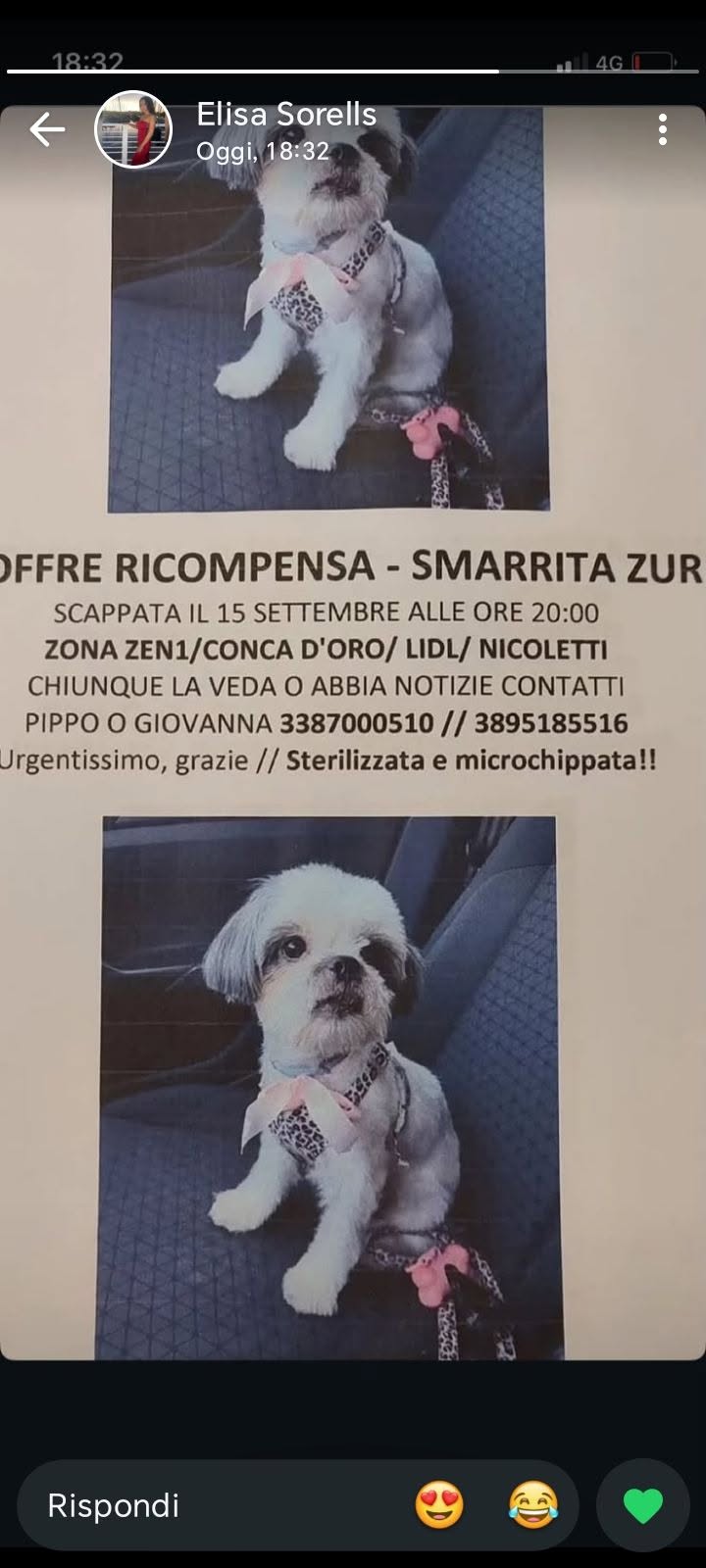 Lost Dog in Palermo