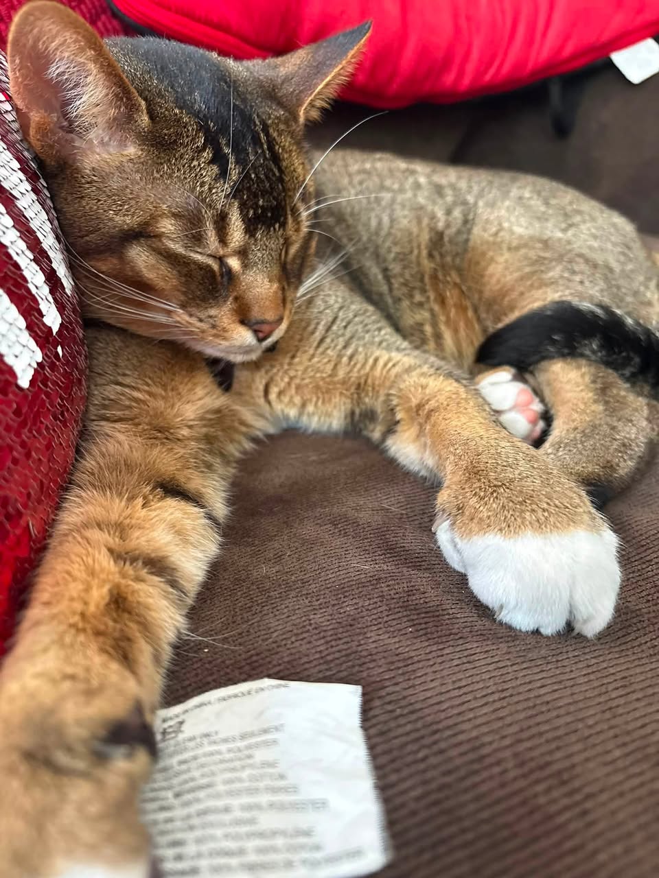 Lost Cat in Georgetown South