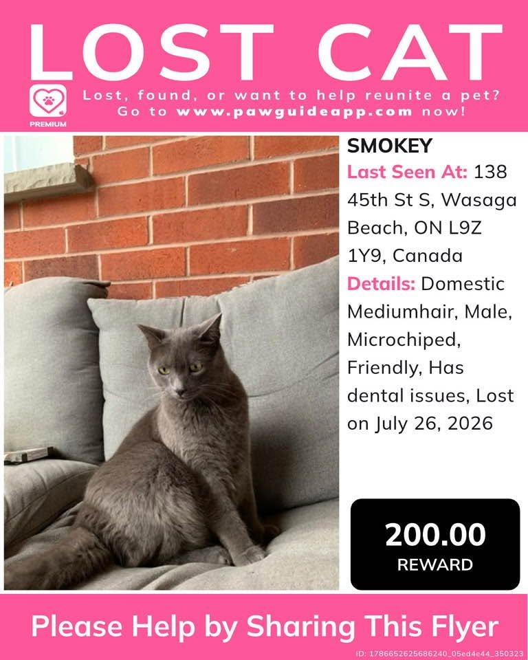 Lost Cat in Wasaga Beach
