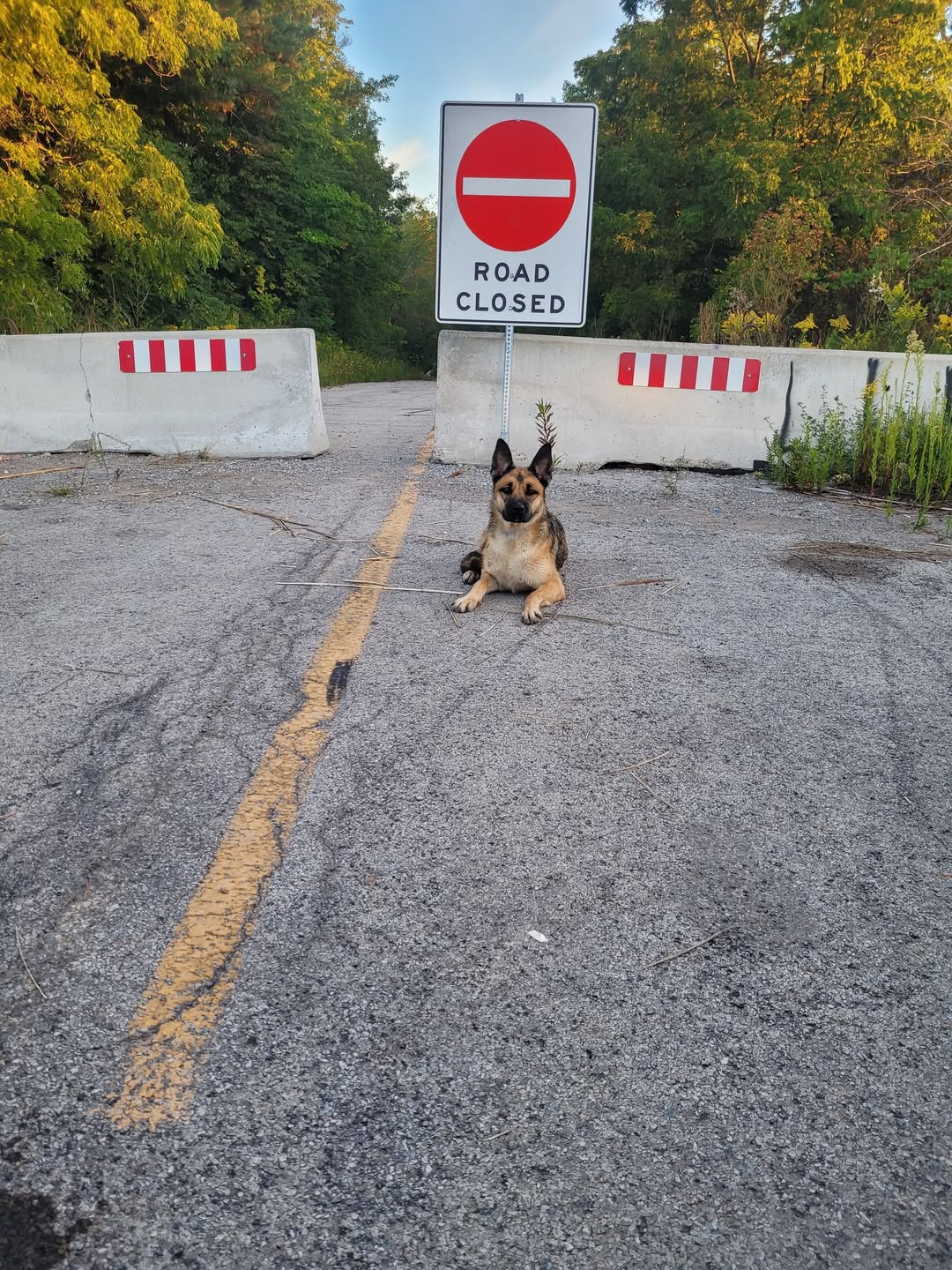 Found dog