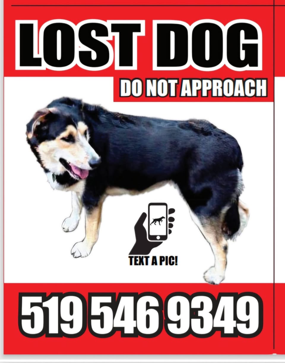 Lost dog