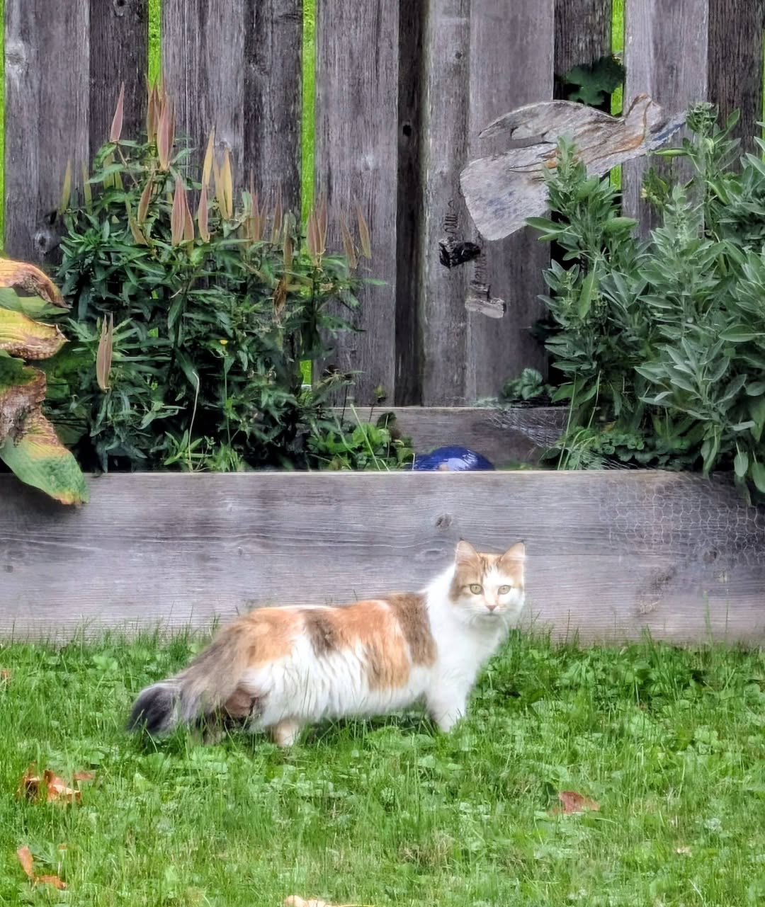 Found cat