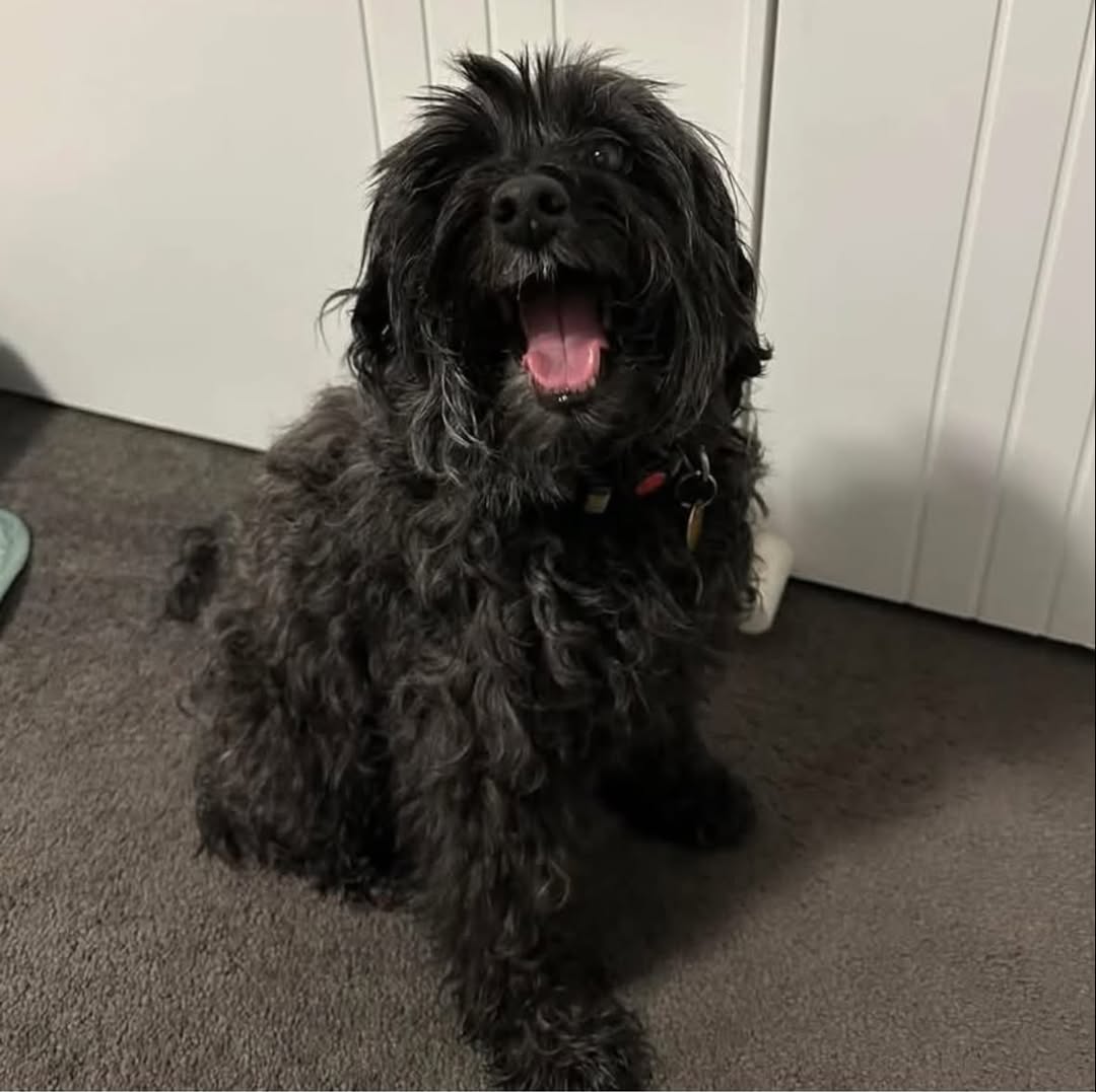 Lost Dog in Ballarat