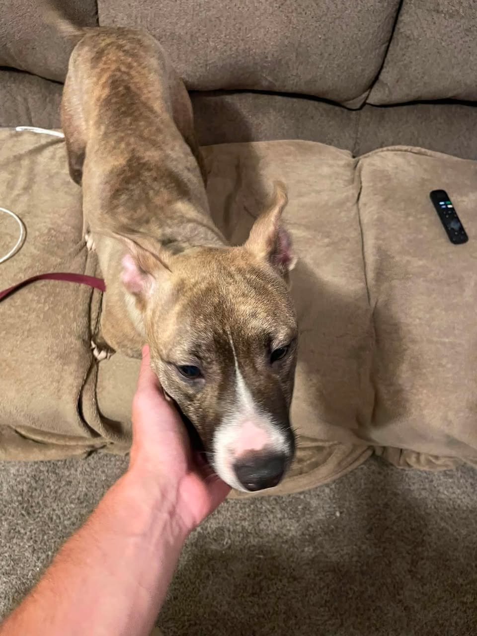 Found dog