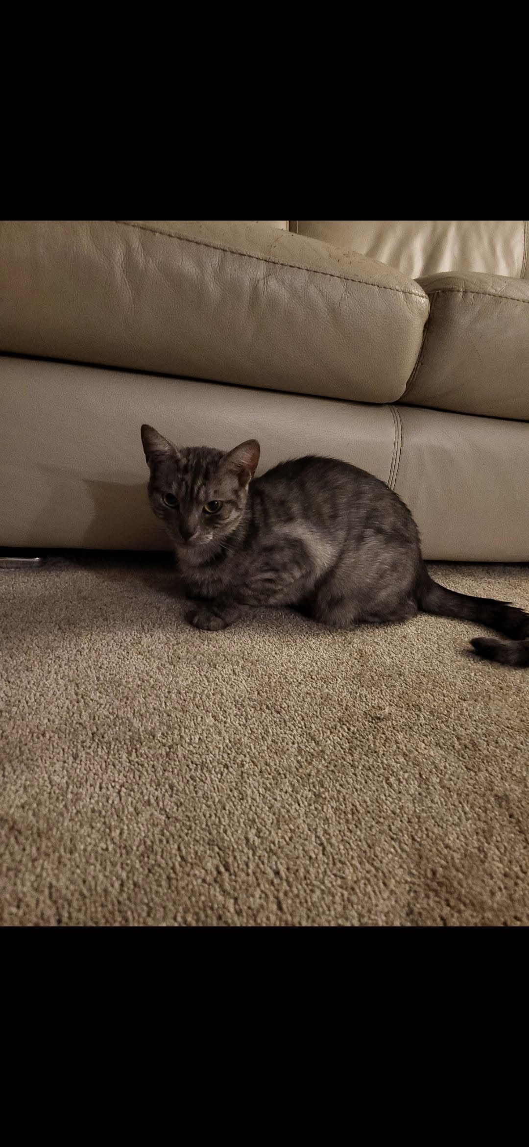 Lost Cat in Kitchener