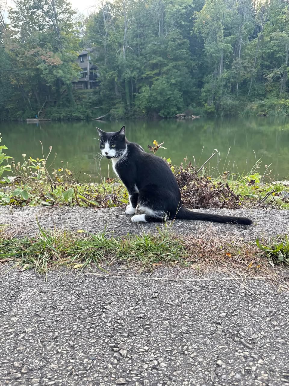 Found cat