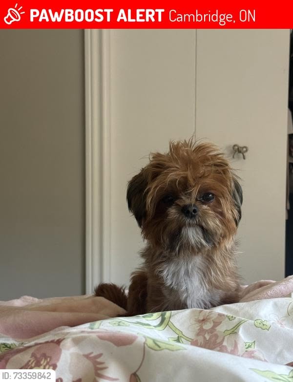 Lost dog