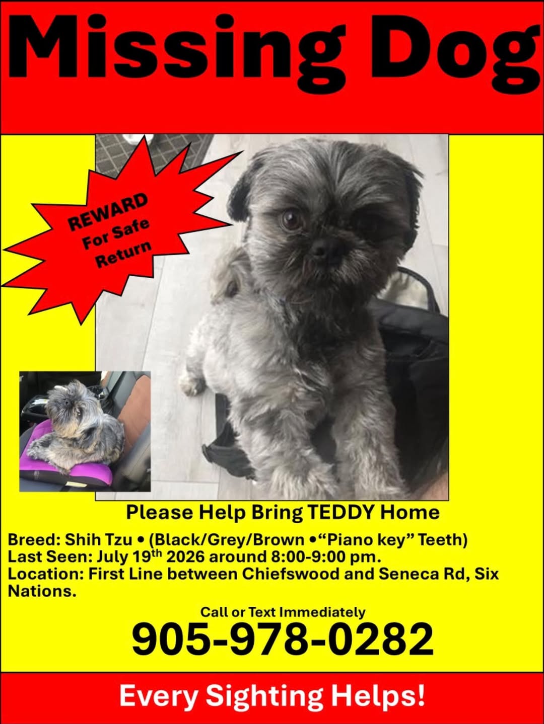 Lost dog