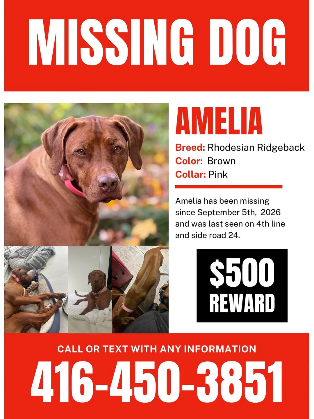 Lost dog