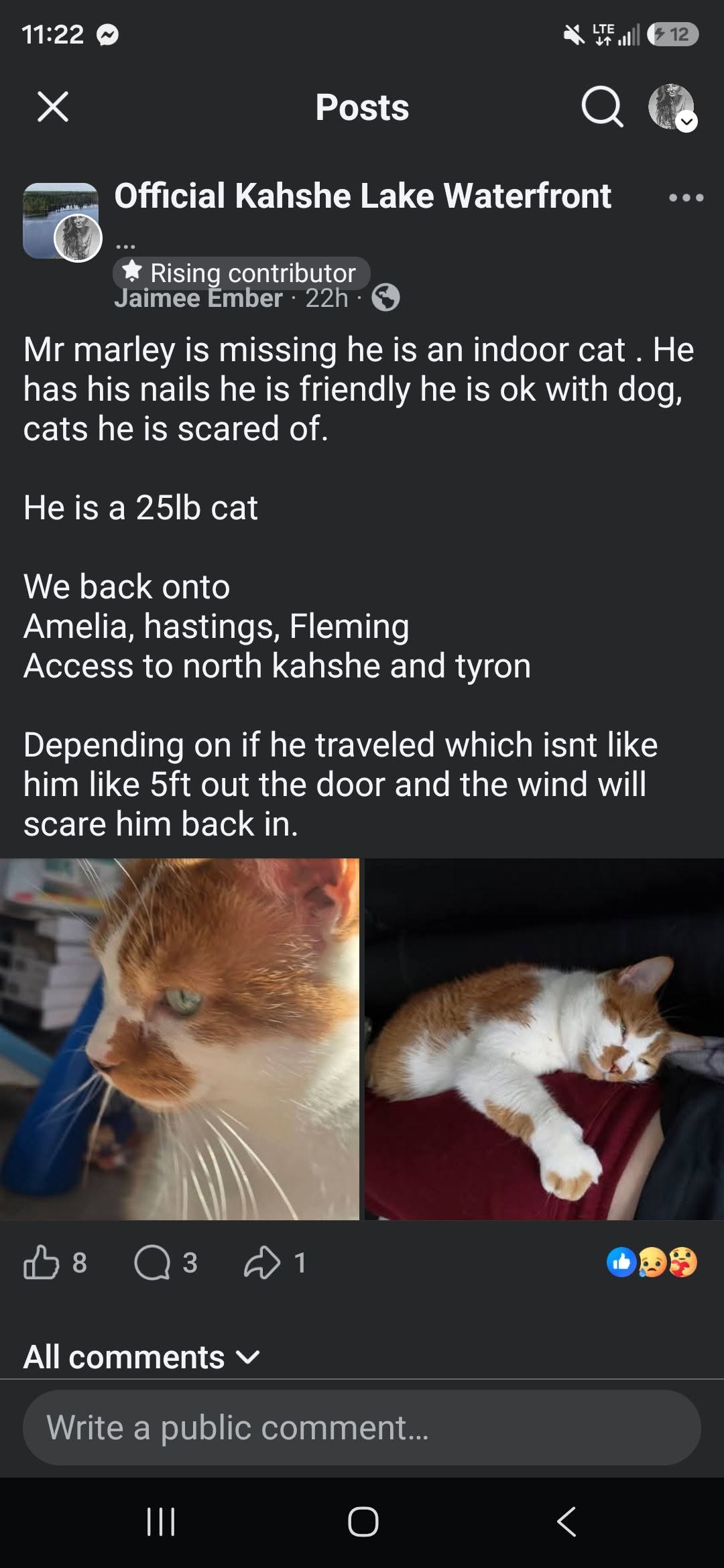 Lost Cat in Kahshe Lake