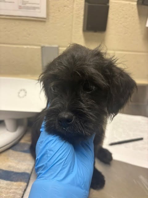 Found Dog in Caledon
