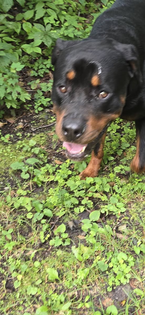 Found dog