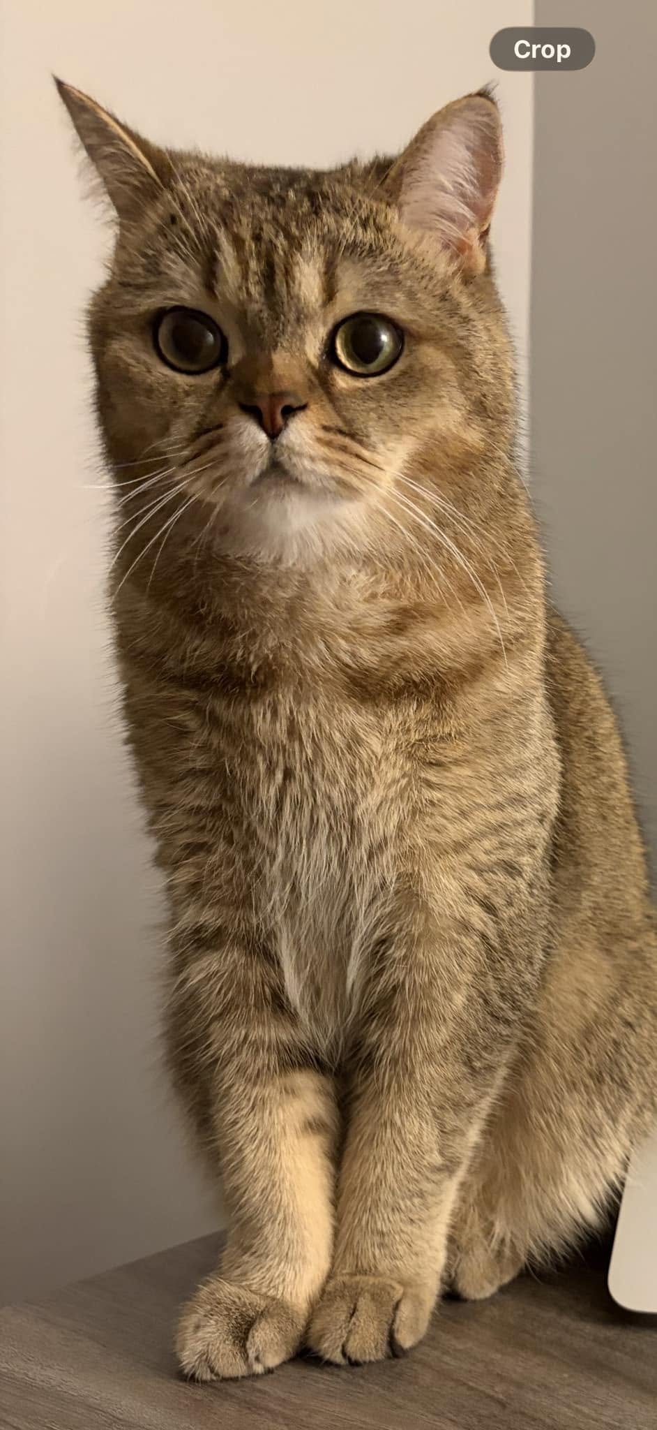 Lost cat