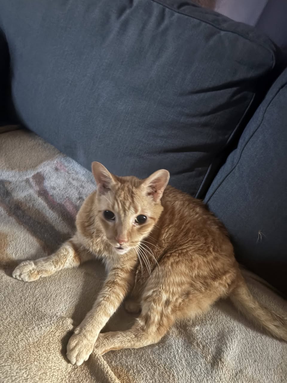 Lost Cat in Hamilton