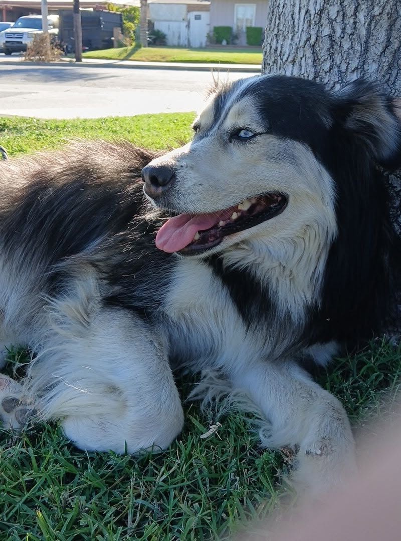 Found Dog in Ontario
