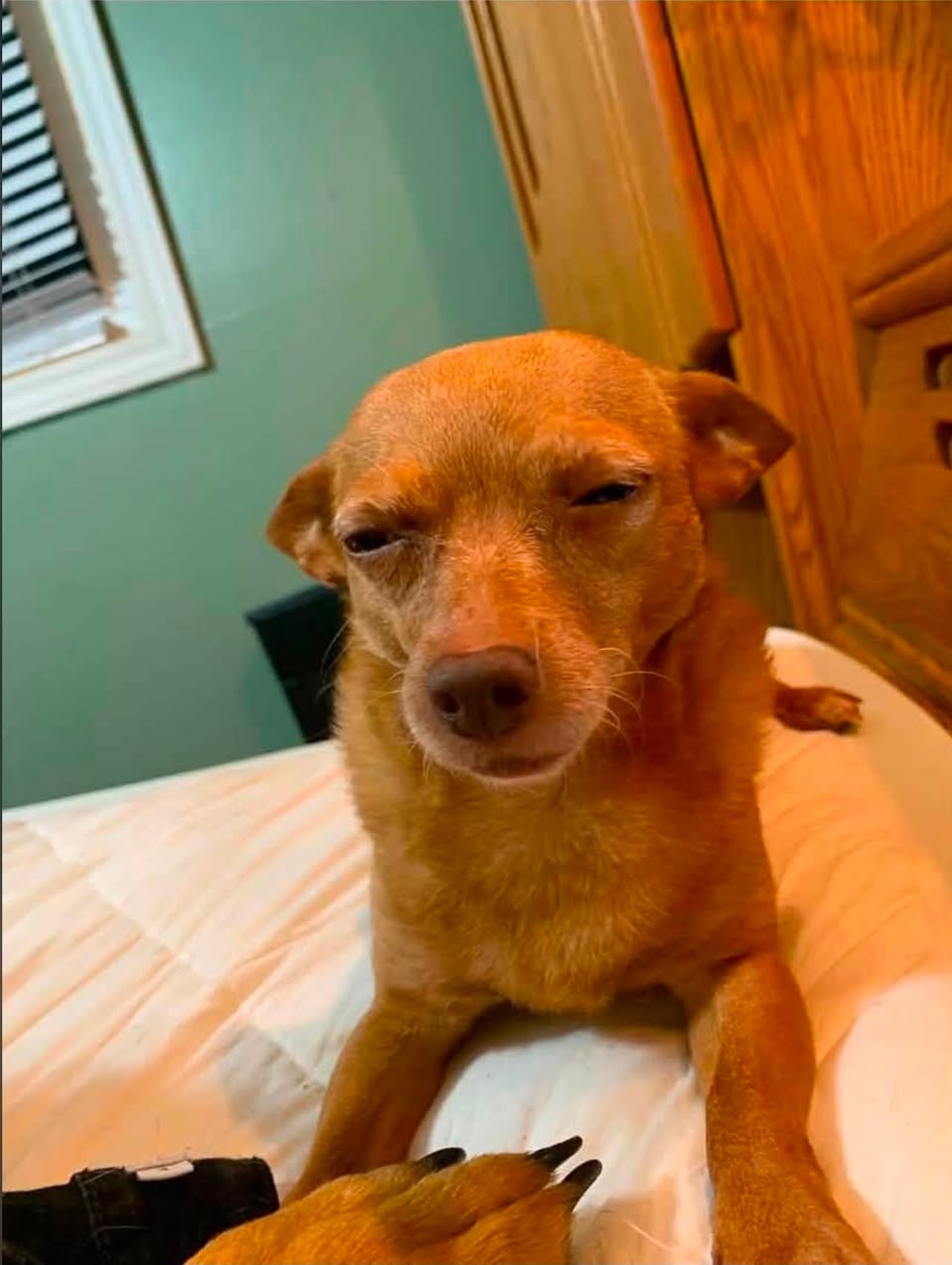 Lost Dog in Ontario