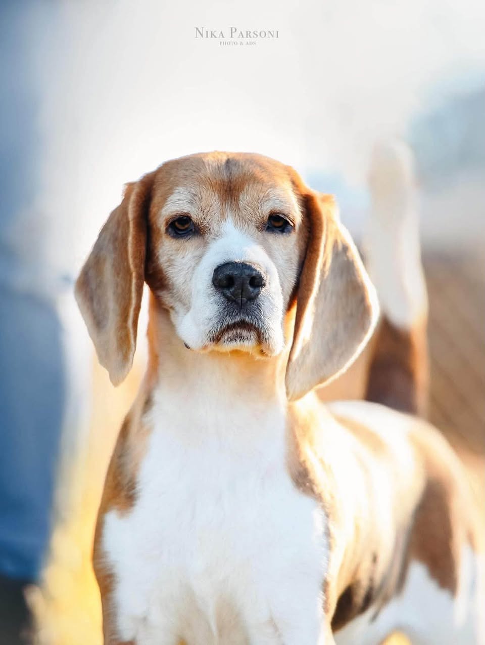 Lost dog