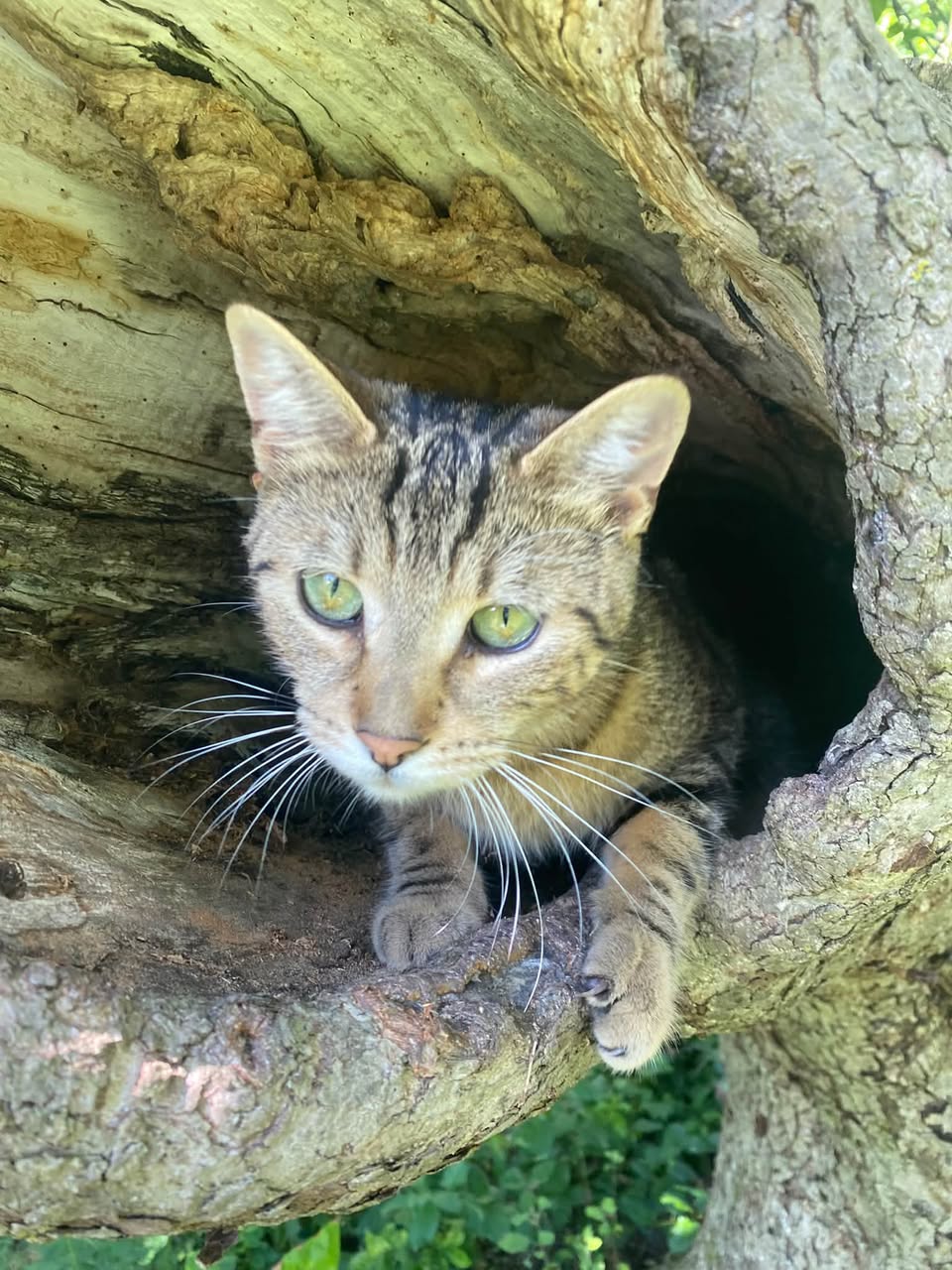Lost cat