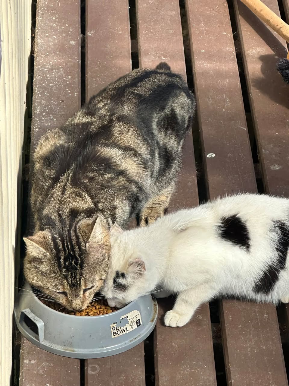 Found cat