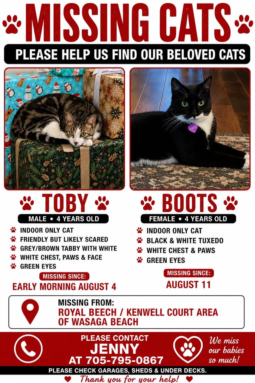 Lost cat