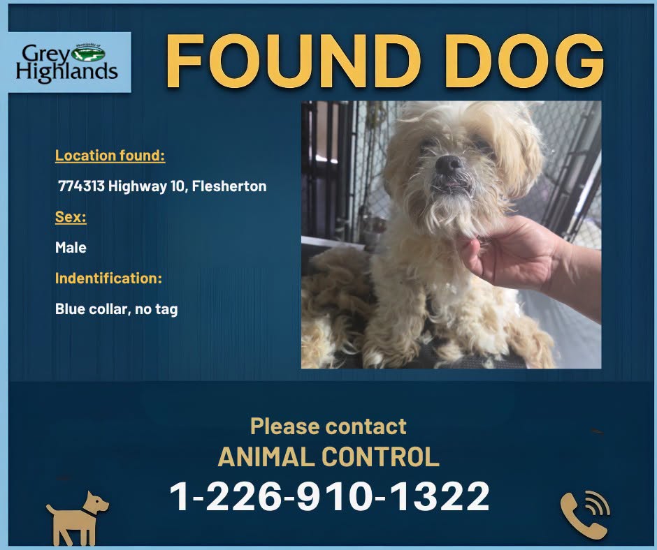 Found dog