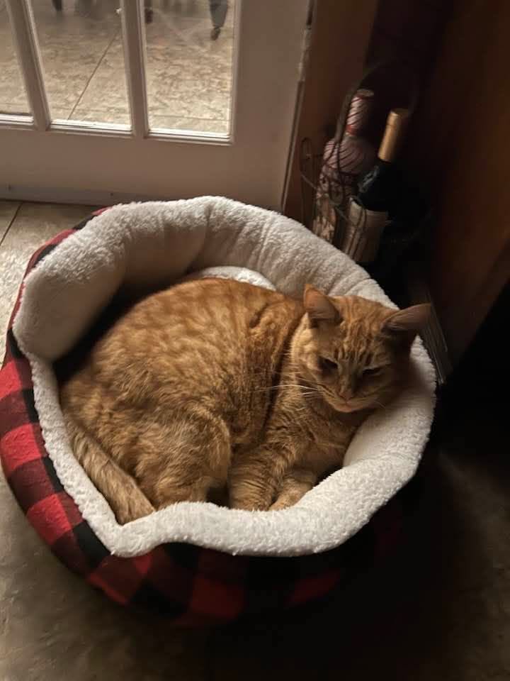 Lost Cat in Durham