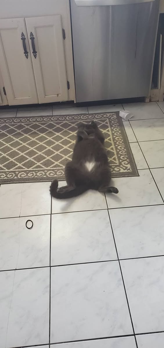 Lost Cat in Hamilton
