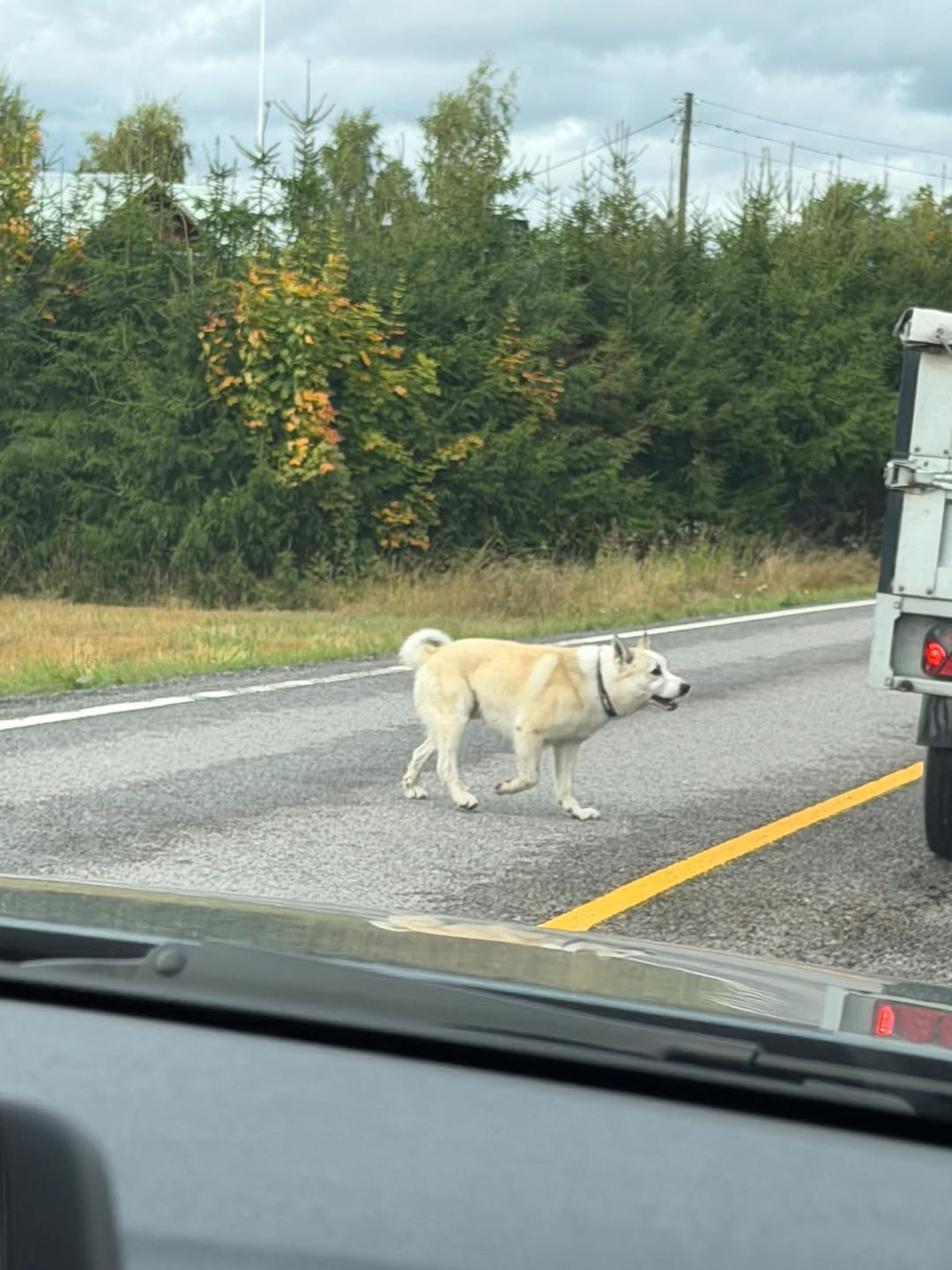 Found dog