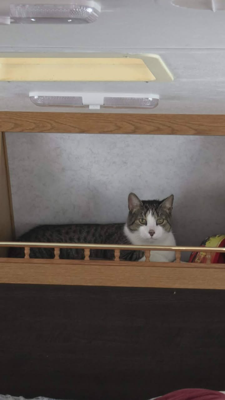 Lost Cat in Craigleith Provincial Park