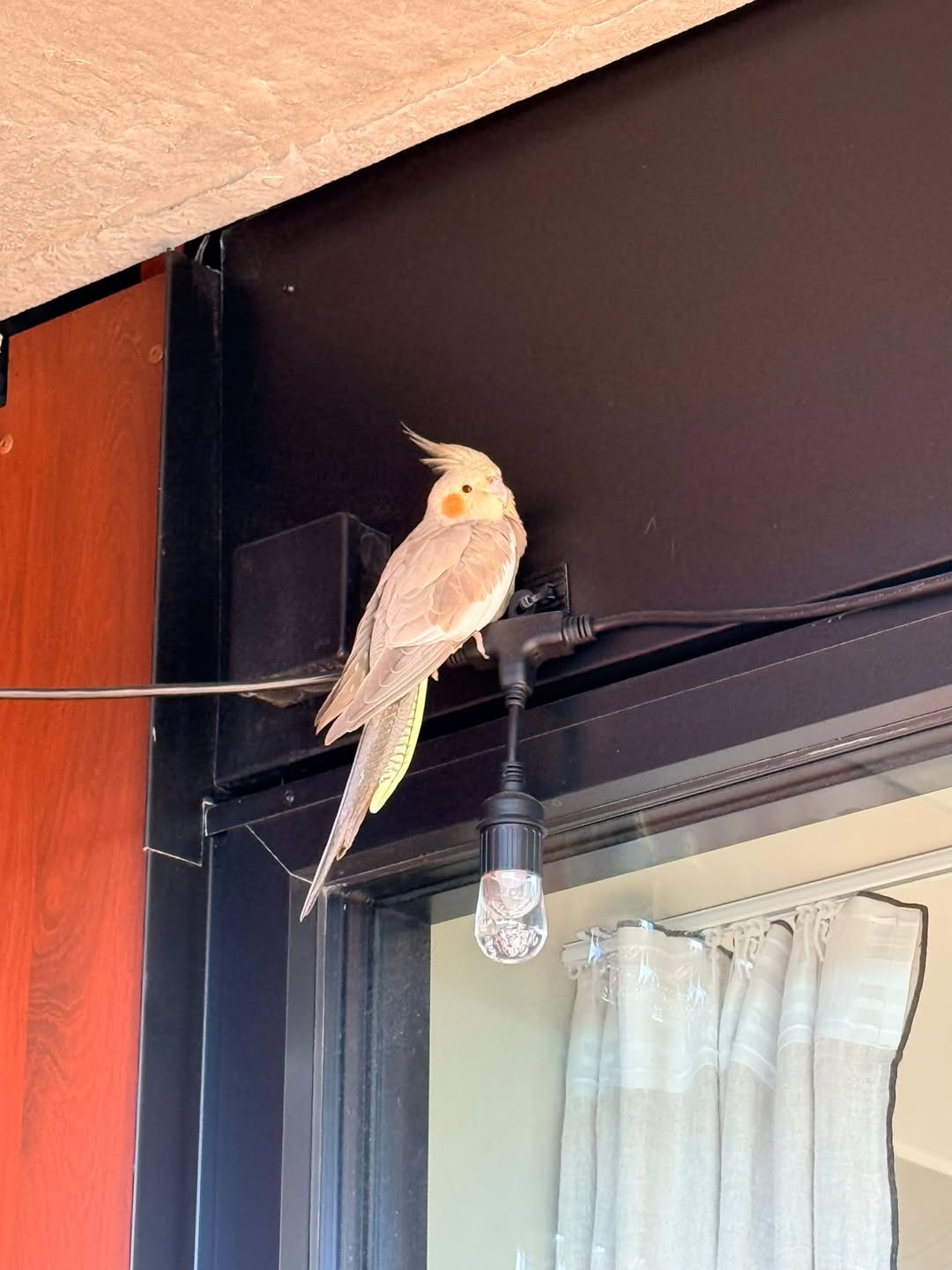 Found bird