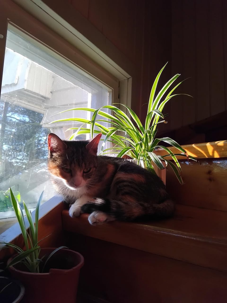Lost Cat in Norway