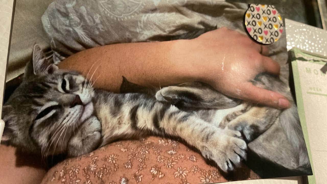 Lost Cat in Chesley