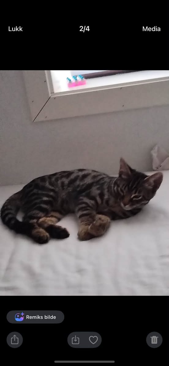 Lost cat