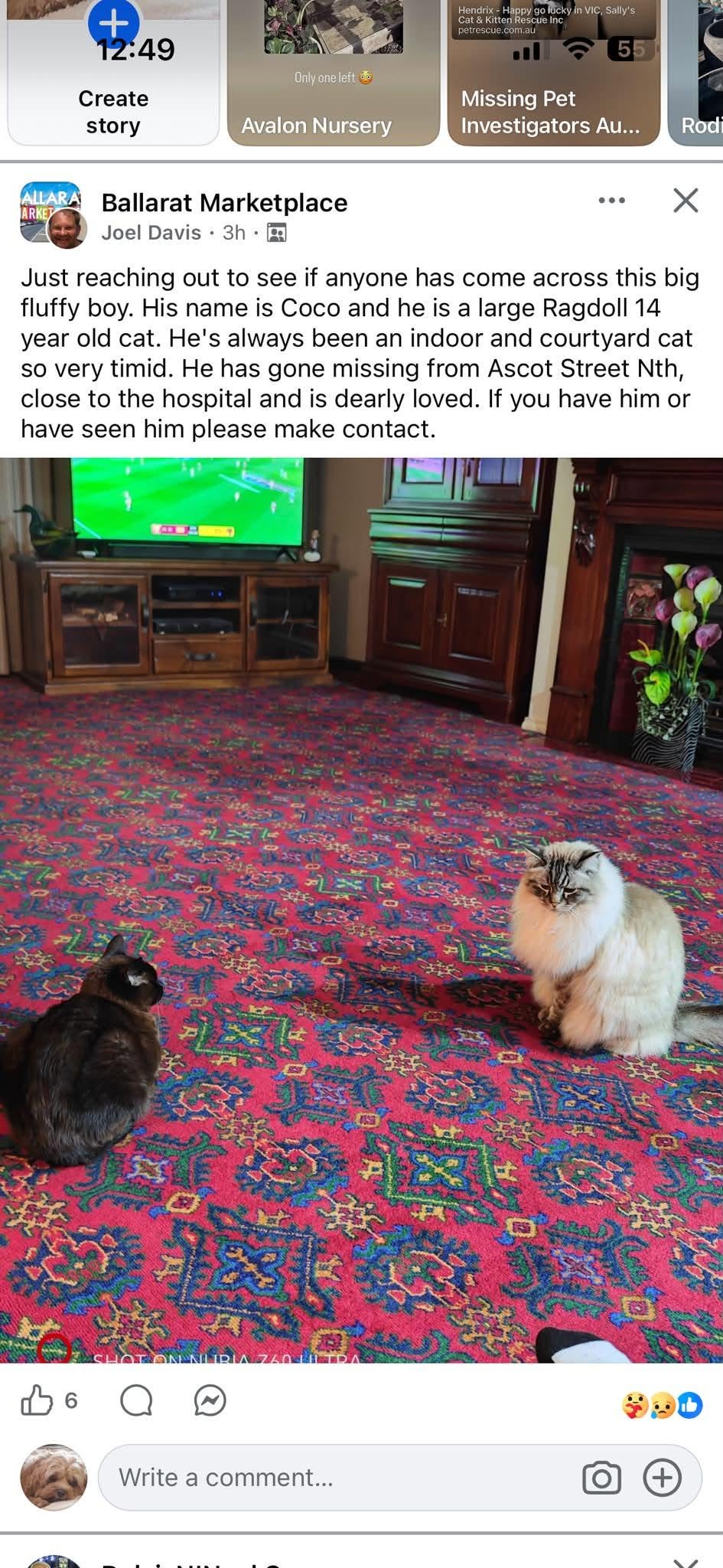Lost Cat in Ballarat