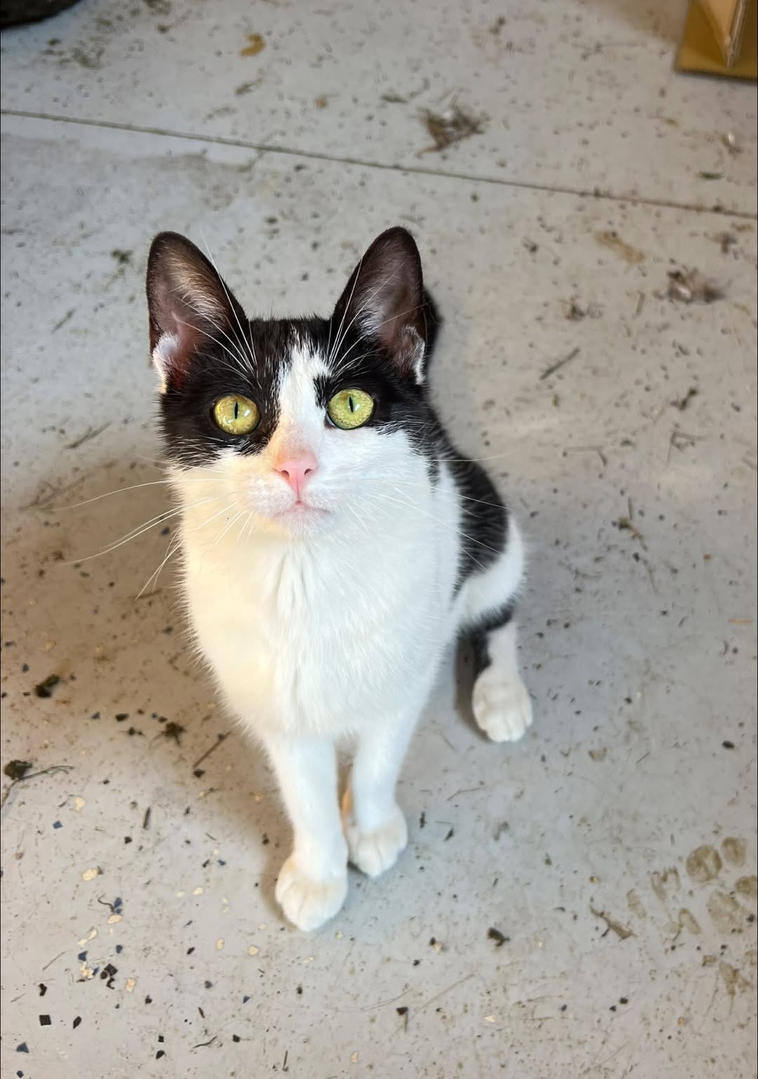 Lost Cat in Priceville