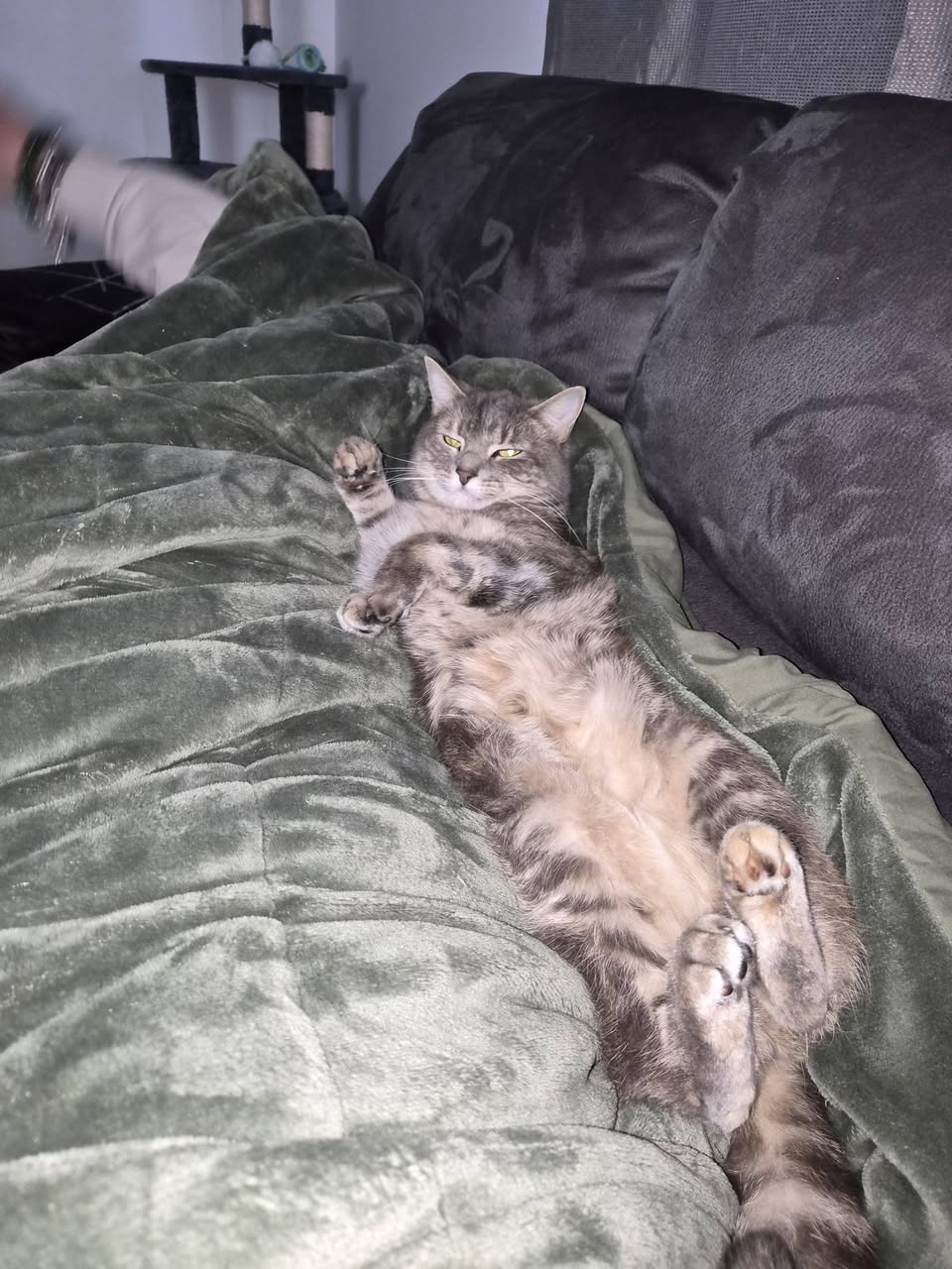 Lost cat