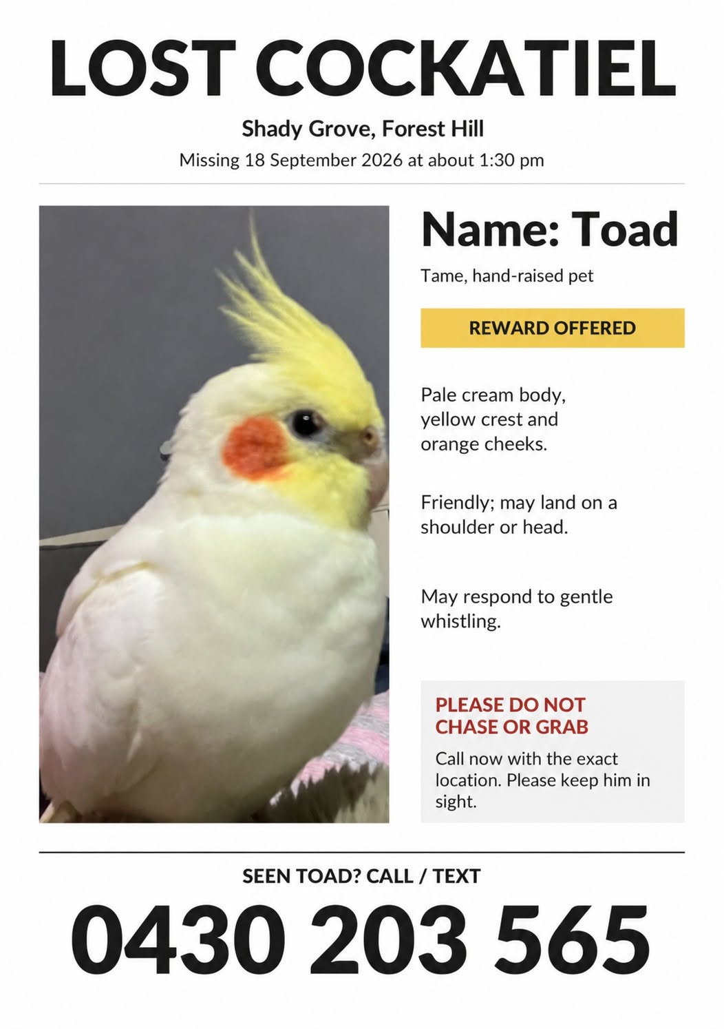 Lost Bird in Melbourne