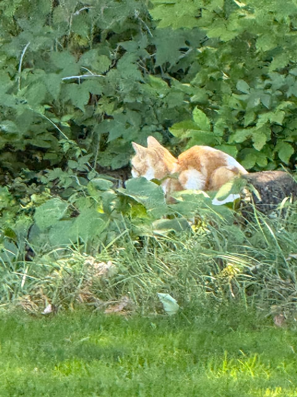 Found Cat in Kemble