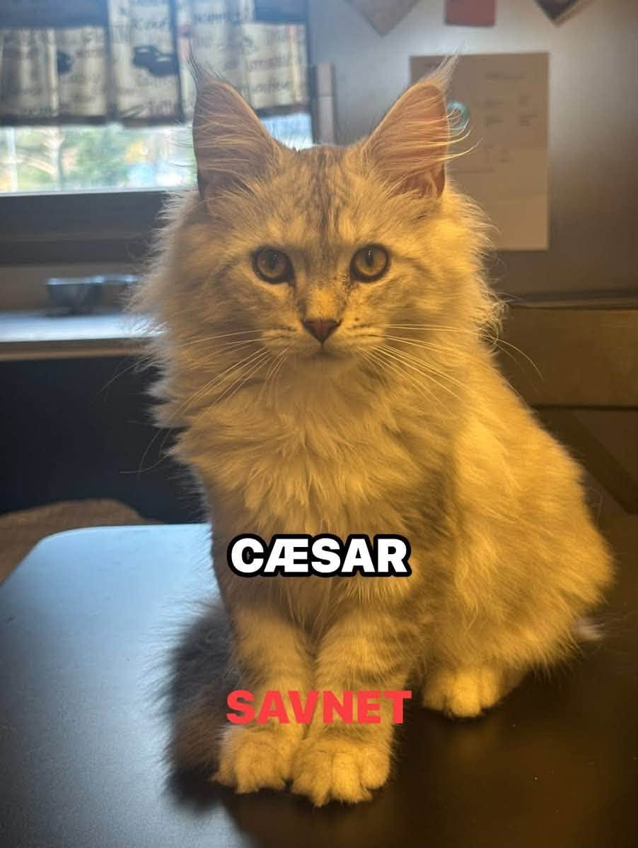 Lost Cat in Norway