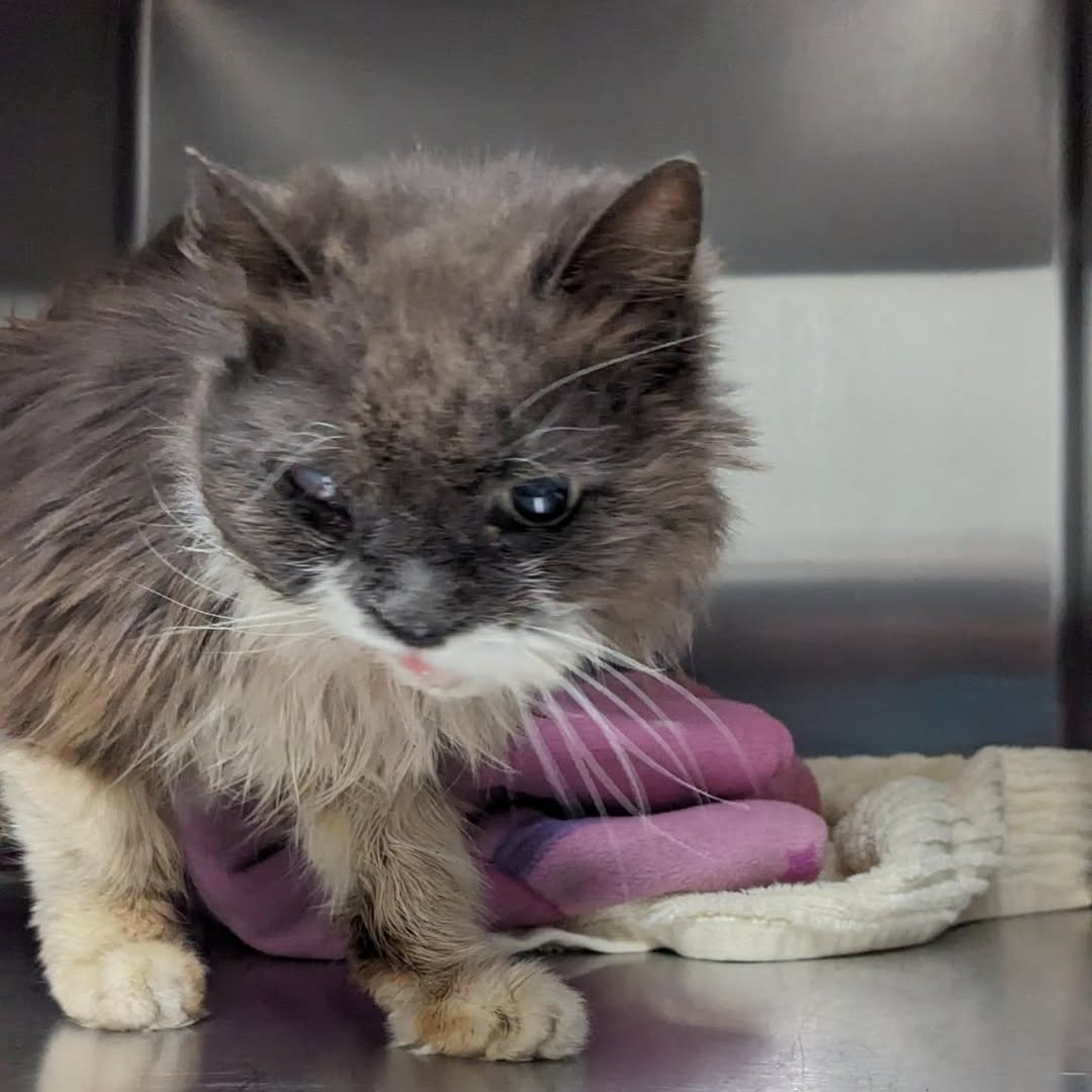 Found cat