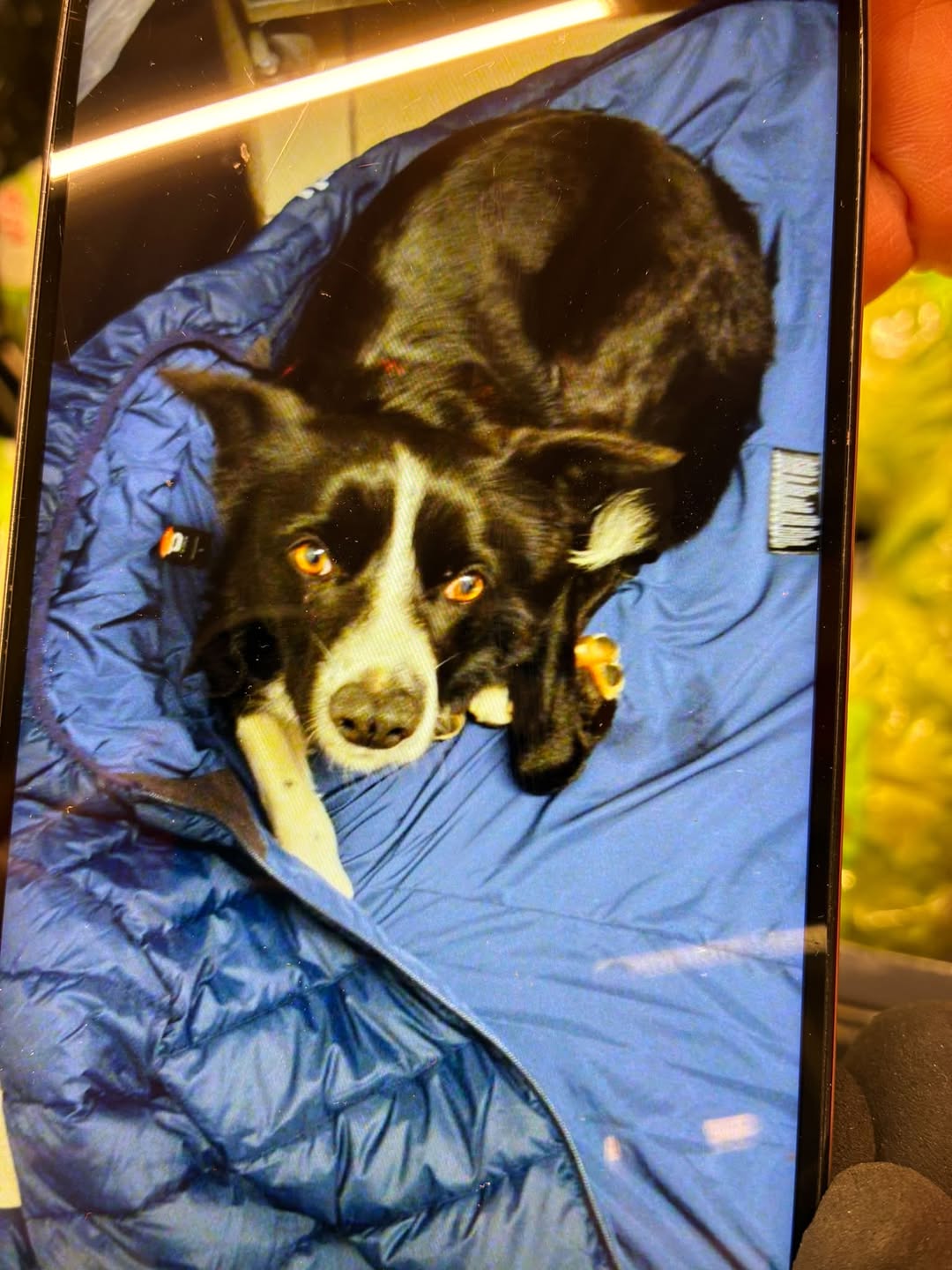 Found dog