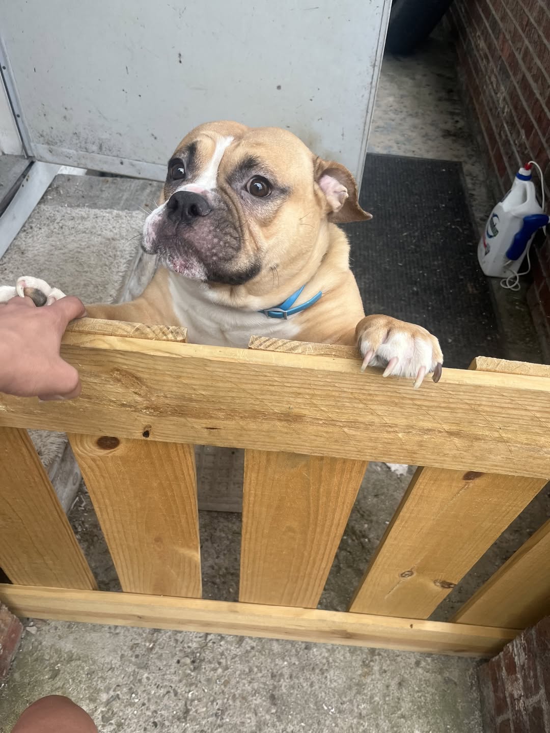 Lost dog